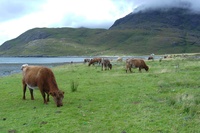 Schottland-20070810-151548.jpg