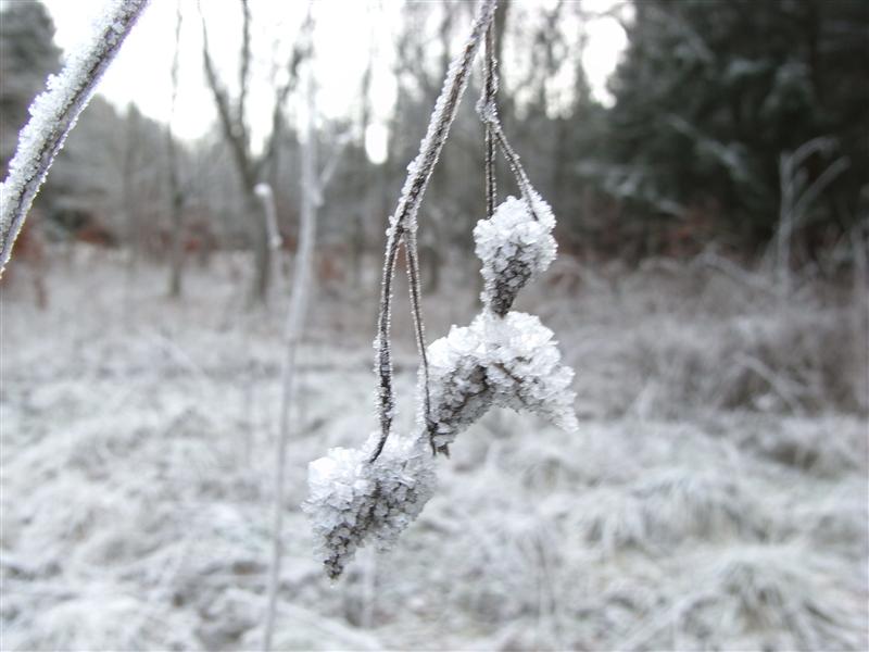 bild-2008-12-31-10-59-13.jpg