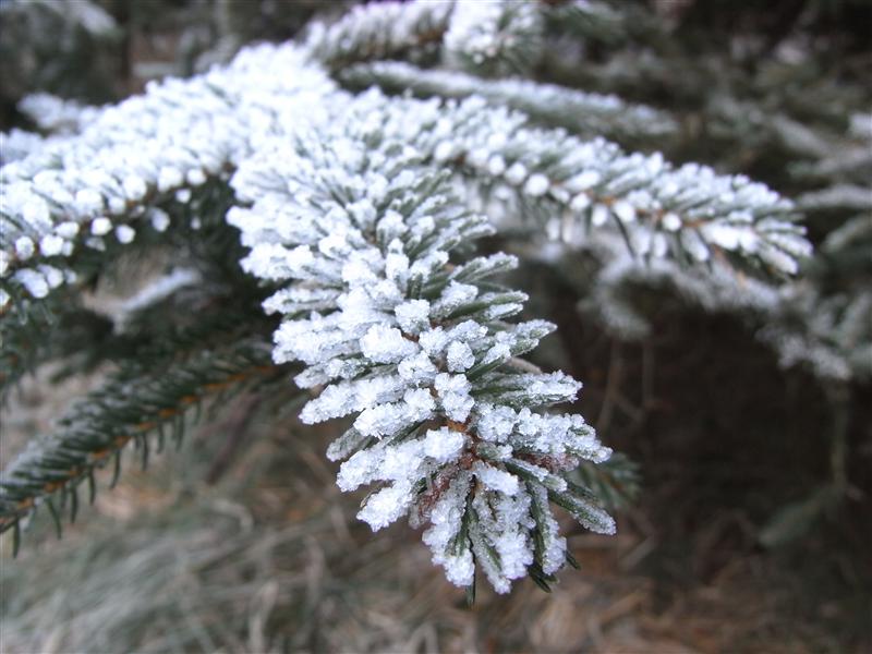 bild-2008-12-31-11-16-29.jpg